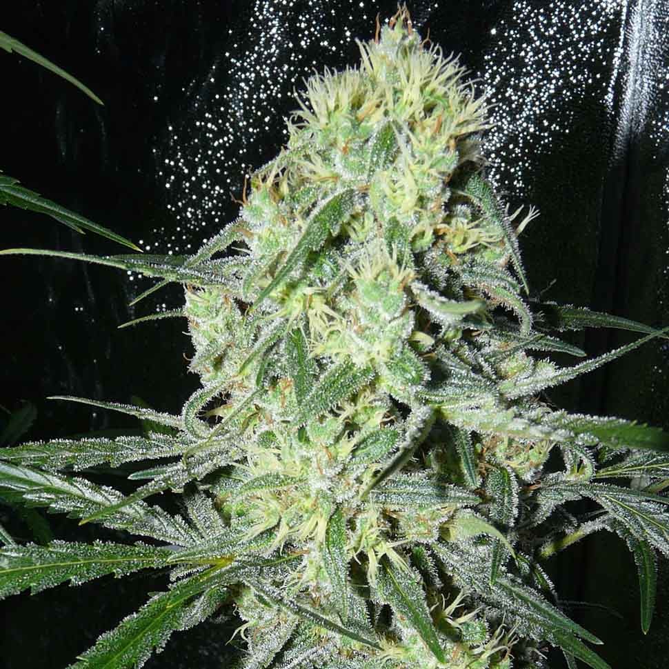 заказать семена конопли курьером Auto Russian Rocket Fuel reg заказать семена конопли курьером Auto Russian Rocket Fuel reg