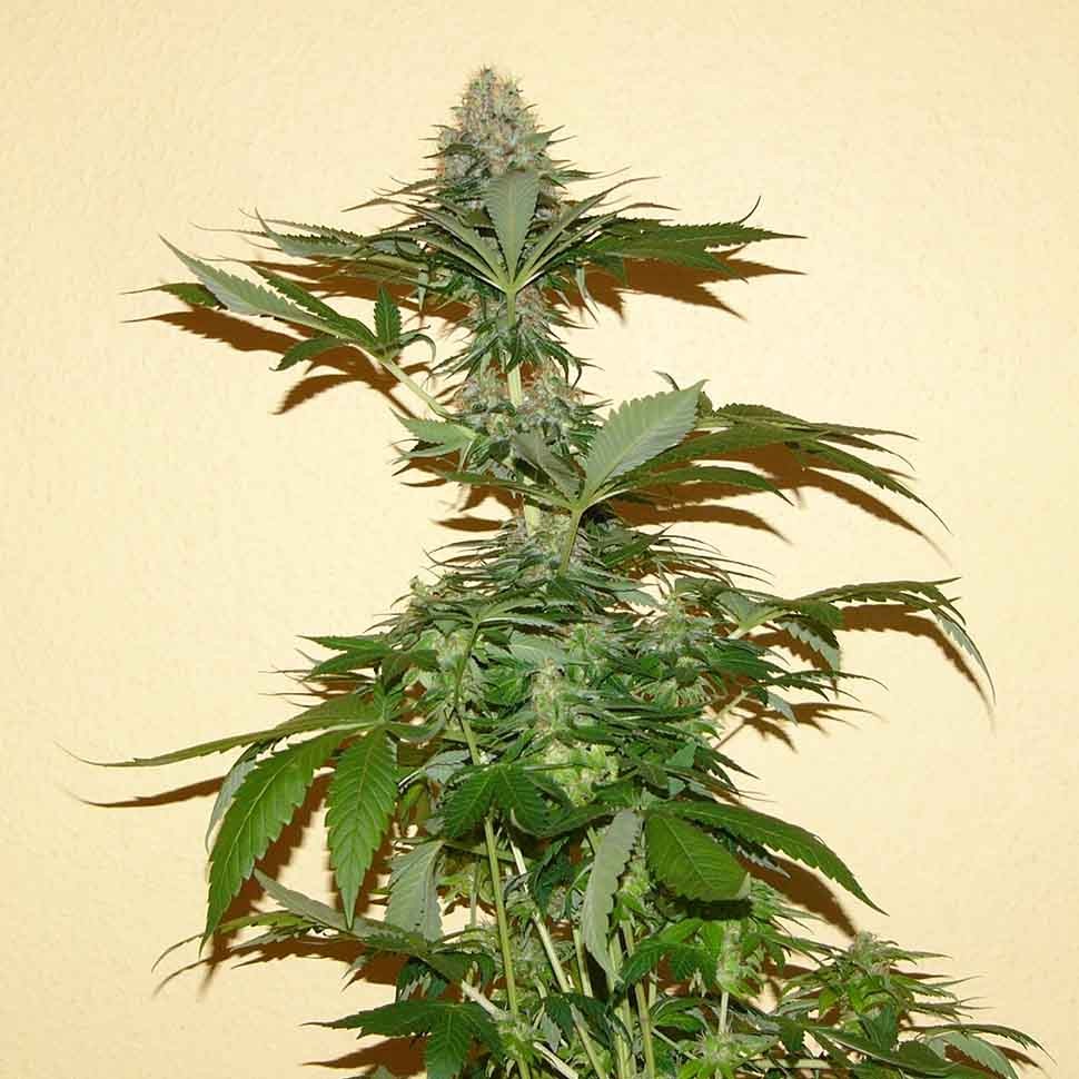 заказать семена индийской конопли Auto Russian Rocket Fuel reg заказать семена индийской конопли Auto Russian Rocket Fuel reg