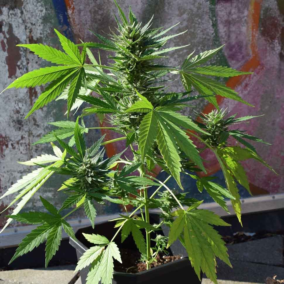 заказ семян конопли Алма-Ата Auto Russian Rocket Fuel reg заказ семян конопли Алма-Ата Auto Russian Rocket Fuel reg