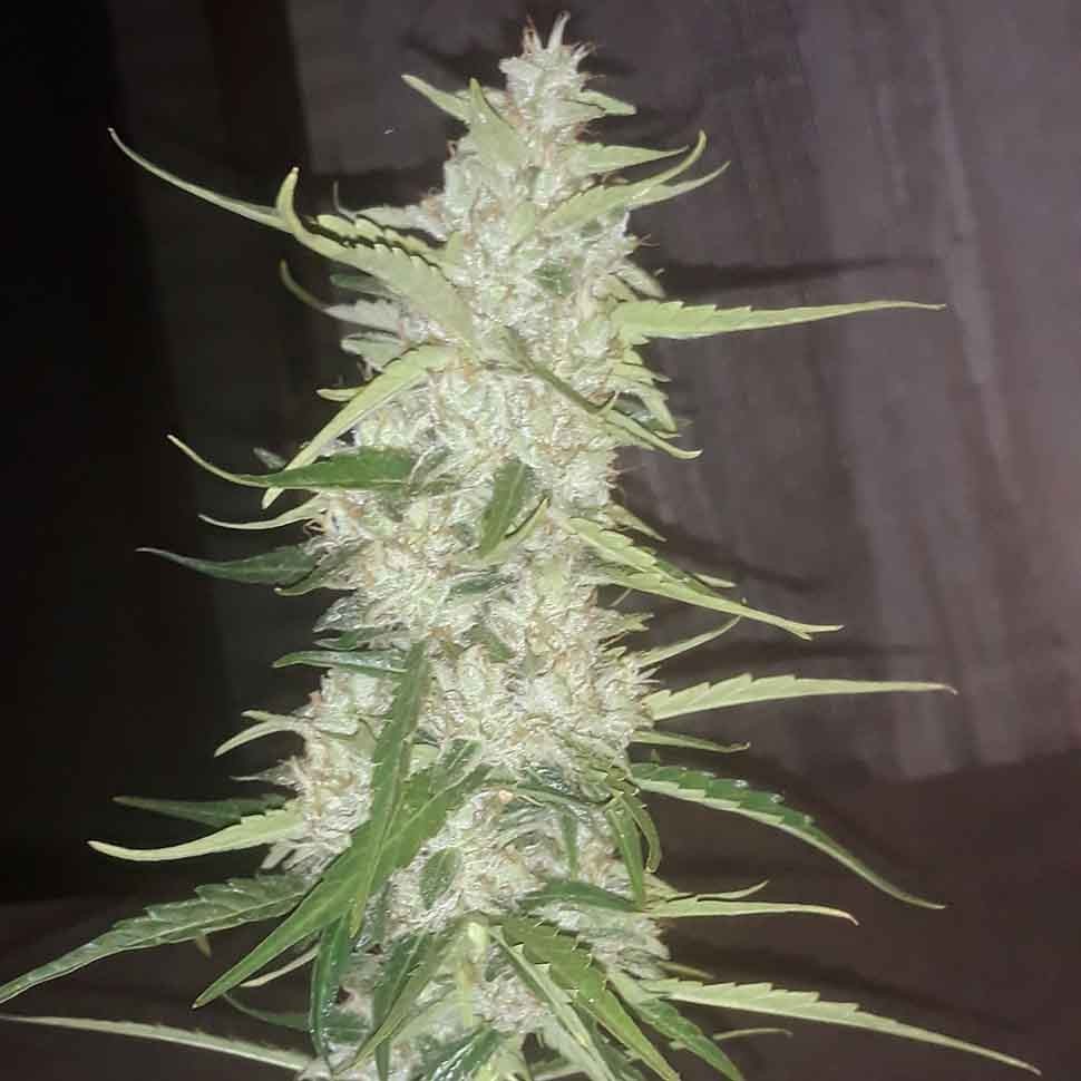 Семена марихуаны Auto Russian Rocket Fuel regular Ganja Seeds