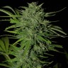 купить семена конопли Auto Russian Rocket Fuel reg купить семена конопли Auto Russian Rocket Fuel reg