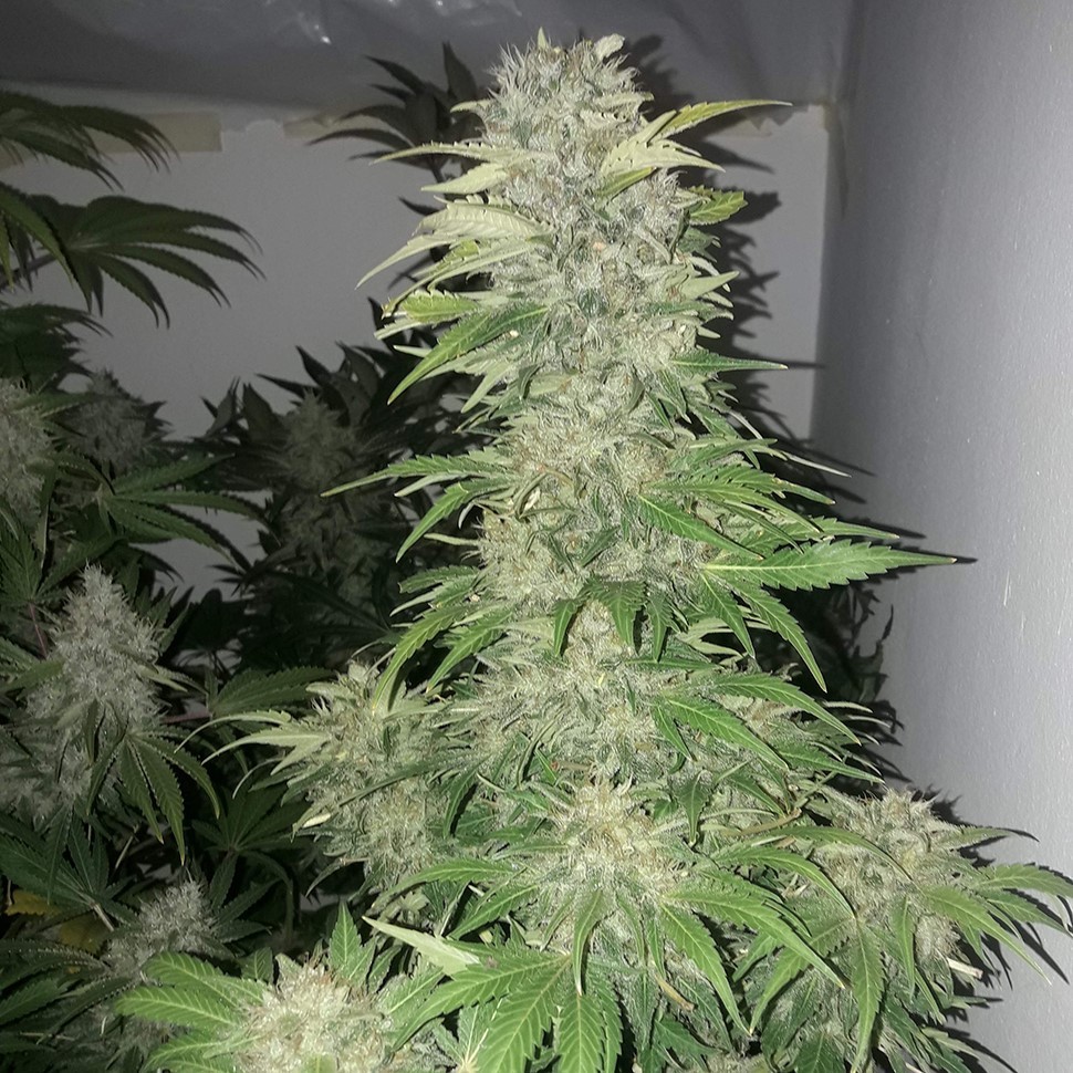 Семена Mataro Blue regular Ganja Seeds