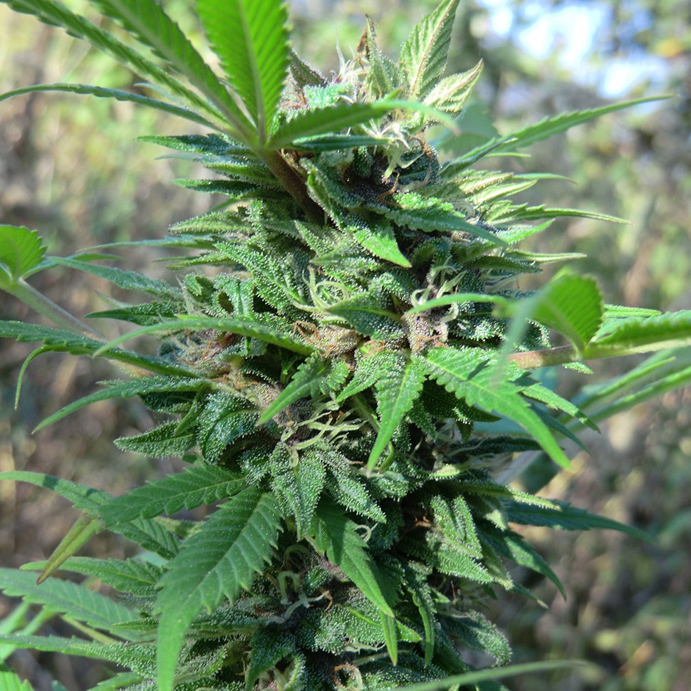 купить семена конопли марихуаны Pakistan Valley feminised купить семена конопли марихуаны Pakistan Valley feminised