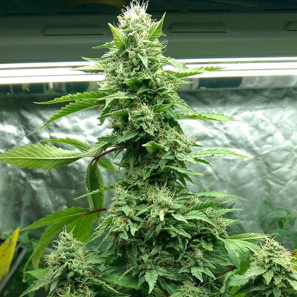 Семена марихуаны Pakistan Valley feminised Ganja Seeds