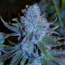 семена конопли ак купить Green House Thai feminised семена конопли ак купить Green House Thai feminised