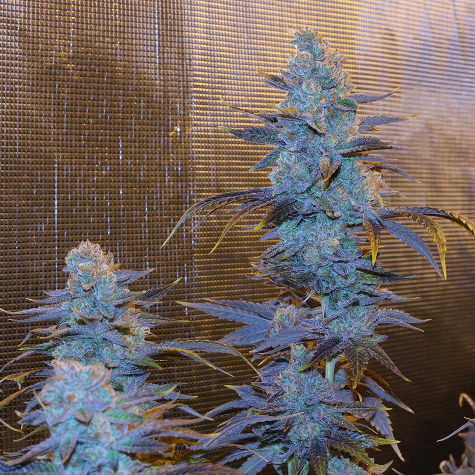 Семена конопли Green House Thai feminised Ganja Seeds