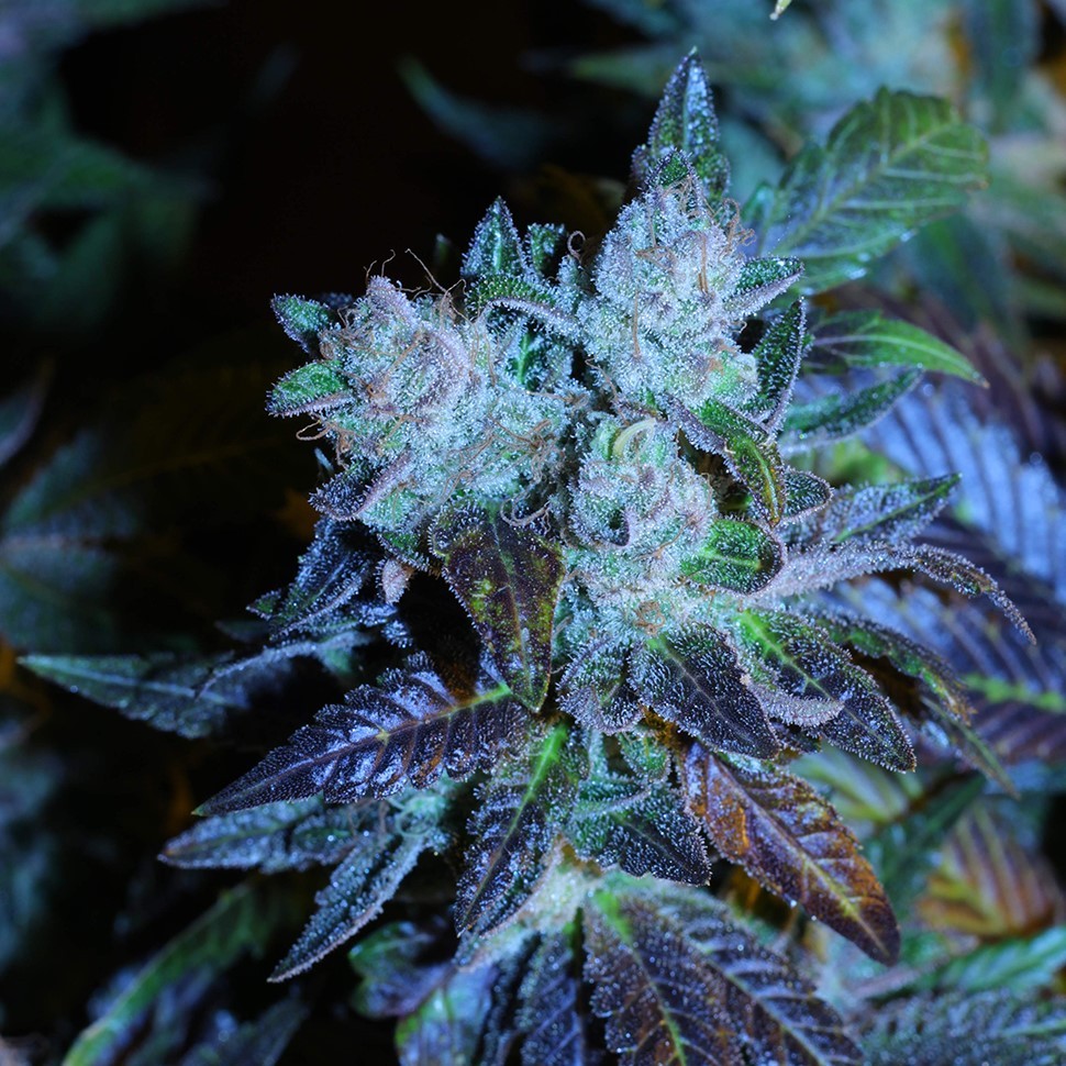 семена конопли ак Green House Thai feminised семена конопли ак Green House Thai feminised