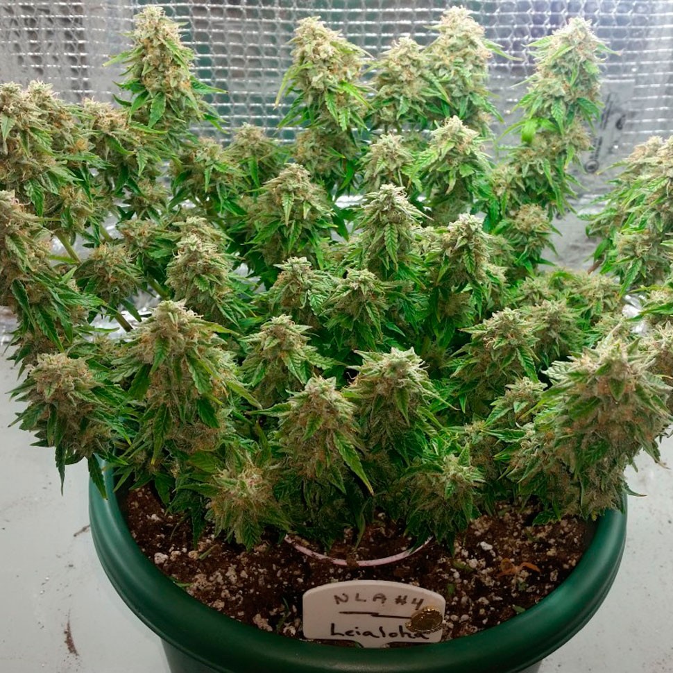 Семена марихуаны Auto Magik feminised GanjaVIP Seeds