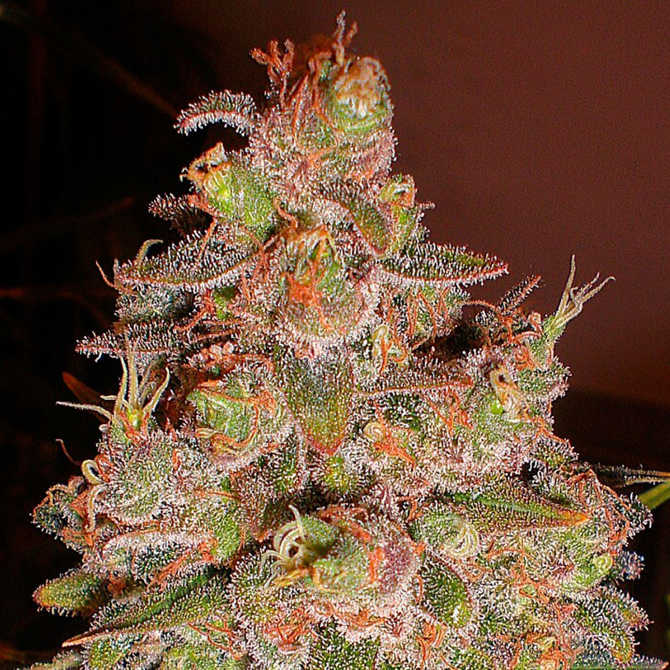 семена конопли почтой Auto Magik feminised семена конопли почтой Auto Magik feminised