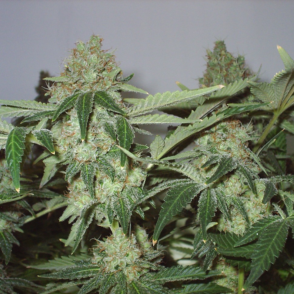 Семена Big Chuy feminised Bang Seeds