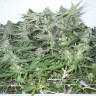 купить семена конопли в интернете Big Chuy feminised купить семена конопли в интернете Big Chuy feminised