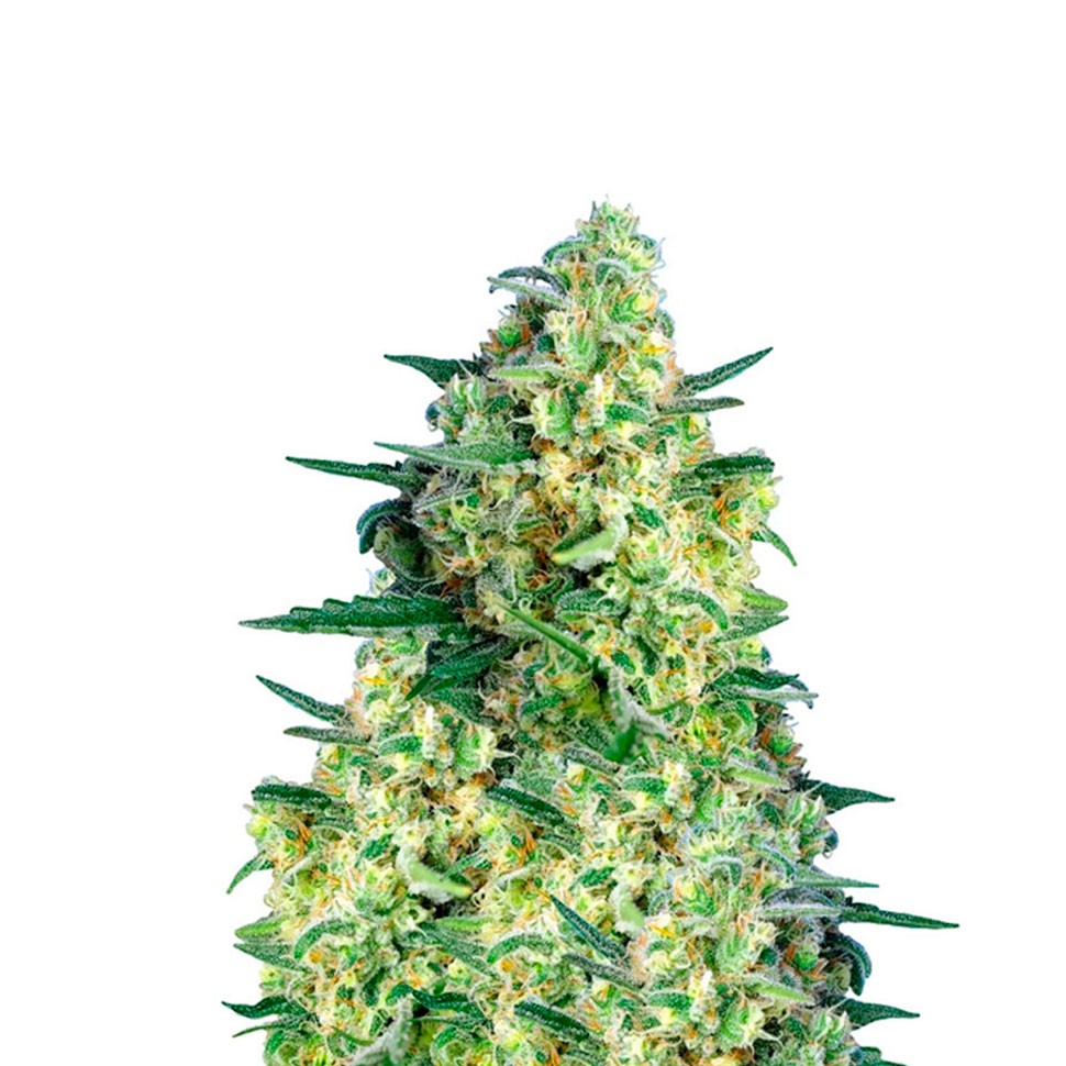 недорогие семена марихуаны Auto Jack 47 feminised Ganja Seeds недорогие семена марихуаны Auto Jack 47 feminised Ganja Seeds