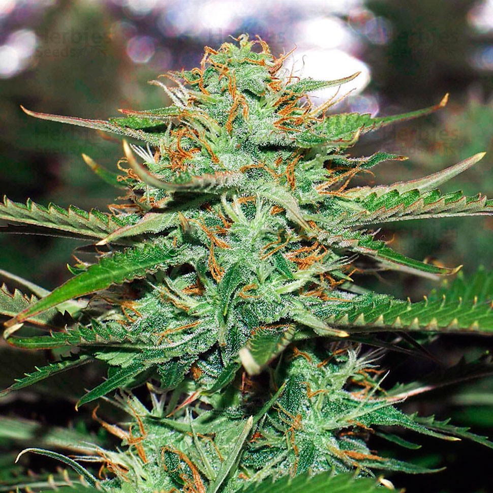 Недорогие семена конопли Auto Jack 47 feminised Ganja Seeds Недорогие семена конопли Auto Jack 47 feminised Ganja Seeds