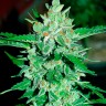 Качественные семена конопли Auto Jack 47 feminised Ganja Seeds Качественные семена конопли Auto Jack 47 feminised Ganja Seeds
