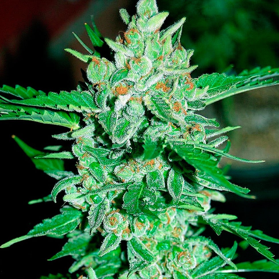 Качественные семена конопли Auto Jack 47 feminised Ganja Seeds Качественные семена конопли Auto Jack 47 feminised Ganja Seeds