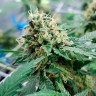 Семена конопли оптом Auto Jack 47 feminised Ganja Seeds Семена конопли оптом Auto Jack 47 feminised Ganja Seeds