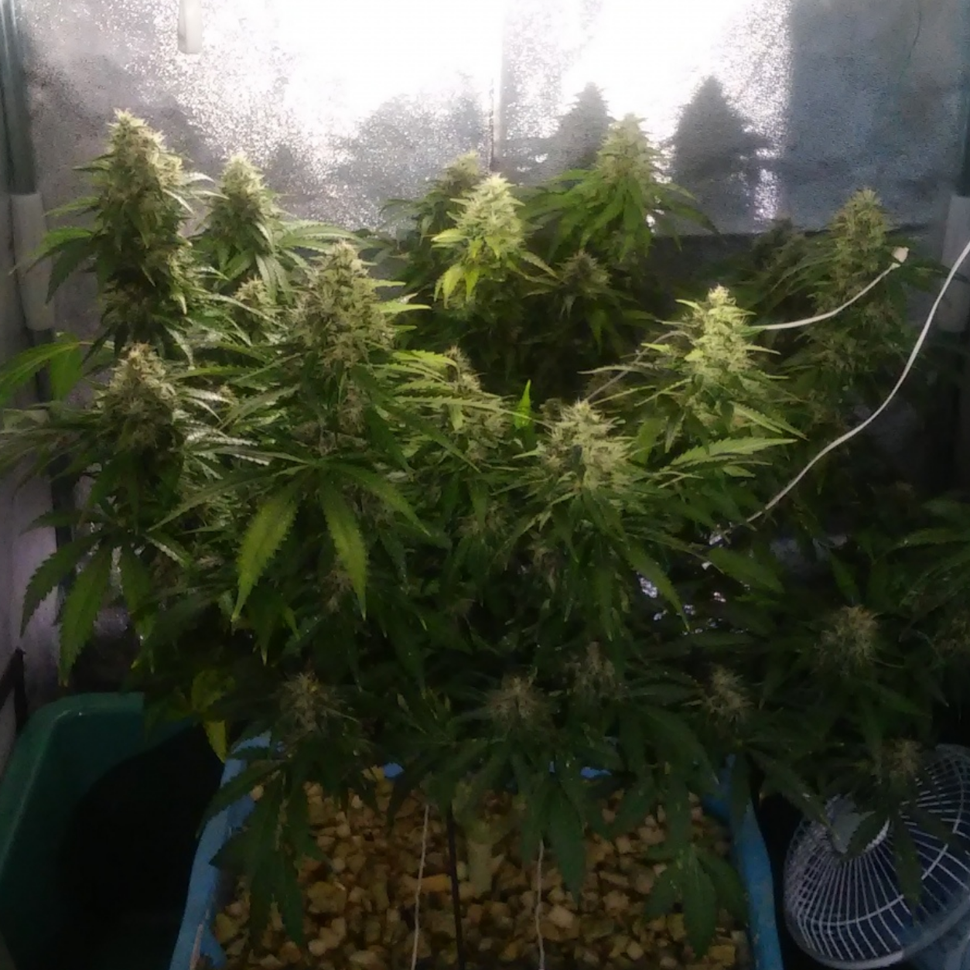 Семена конопли Auto Jack 47 feminised Ganja Seeds