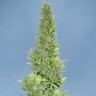 Семена Auto Durban Poison feminised Ganja Seeds Семена Auto Durban Poison feminised Ganja Seeds