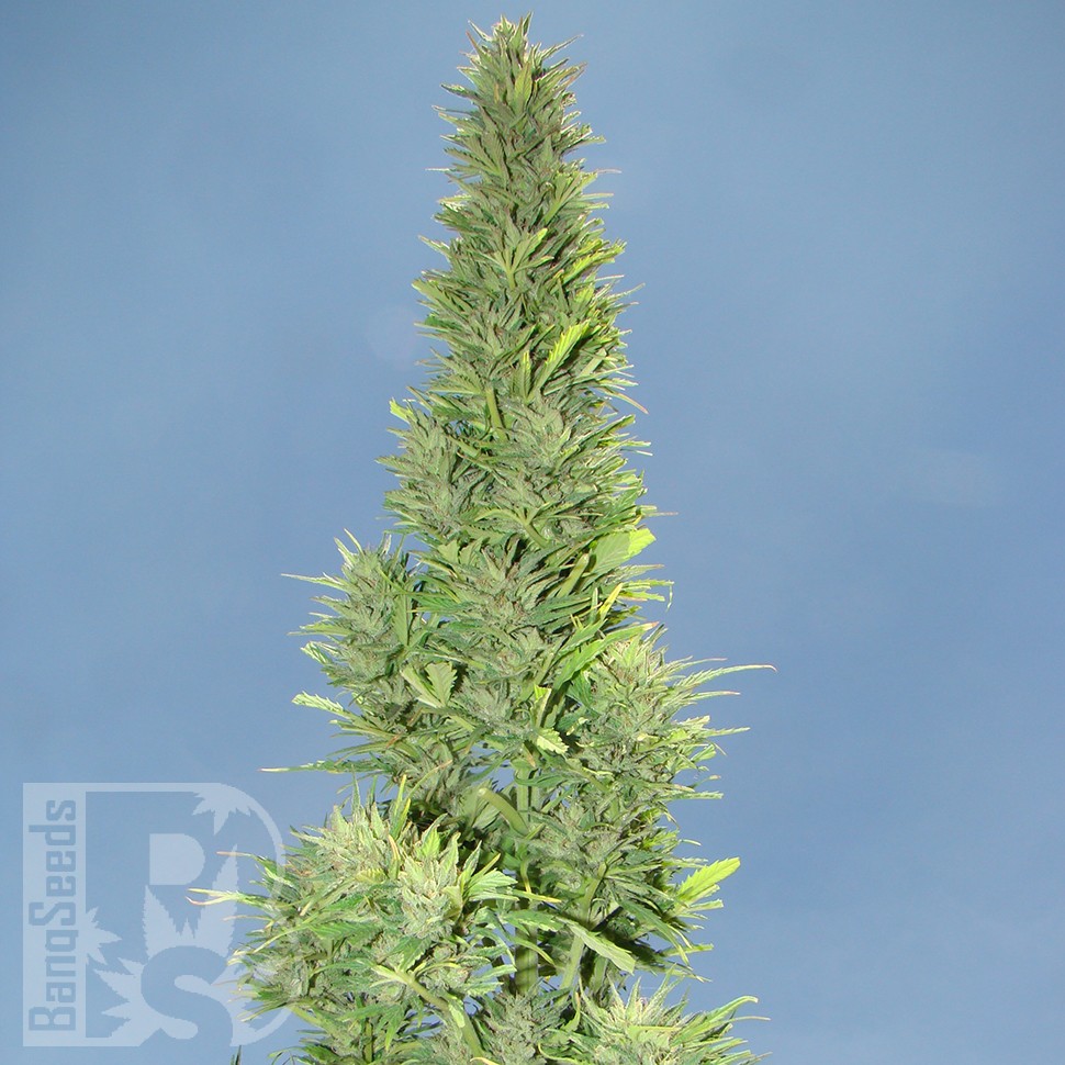 Семена Auto Durban Poison feminised Ganja Seeds
