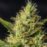 Семена Auto Durban Poison feminised Ganja Seeds Семена Auto Durban Poison feminised Ganja Seeds