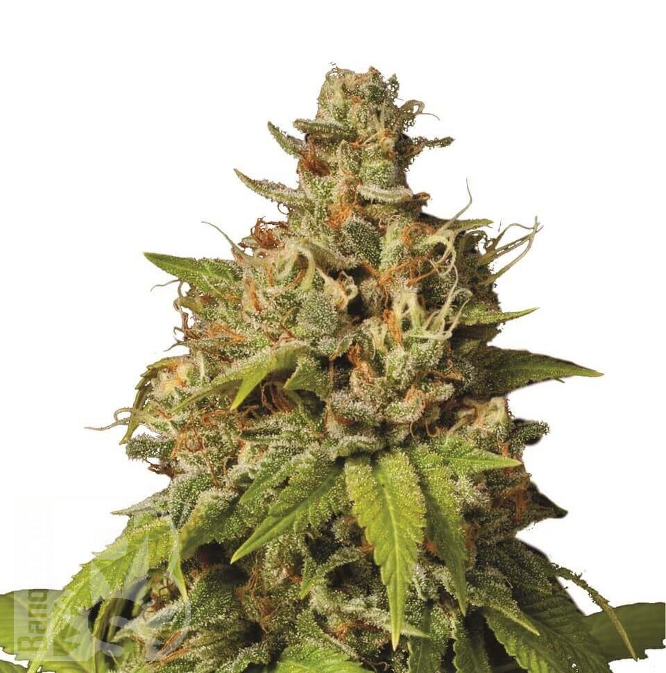 Семена Auto Durban Poison feminised Ganja Seeds Семена Auto Durban Poison feminised Ganja Seeds