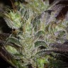 Early Durban feminised Ganja Seeds Early Durban feminised Ganja Seeds