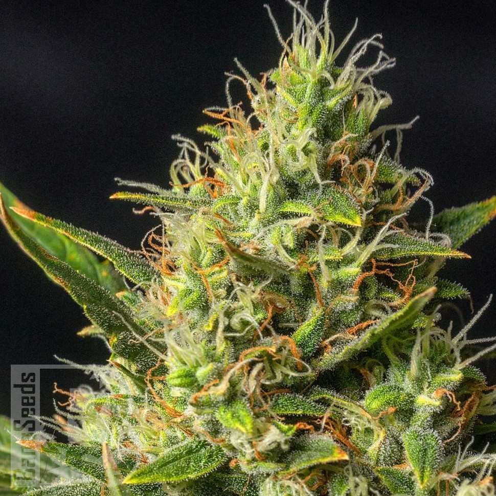 Early Durban feminised Ganja Seeds Early Durban feminised Ganja Seeds
