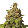 Early Durban feminised Ganja Seeds Early Durban feminised Ganja Seeds