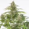 Семена ганжа Cheese CBD feminised Ganja Seeds Семена ганжа Cheese CBD feminised Ganja Seeds