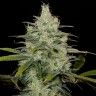 Семена ганжа Cheese CBD feminised Ganja Seeds Семена ганжа Cheese CBD feminised Ganja Seeds