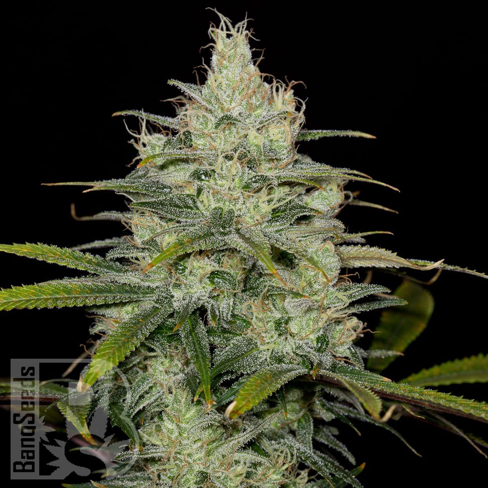 Семена ганжа Cheese CBD feminised Ganja Seeds Семена ганжа Cheese CBD feminised Ganja Seeds