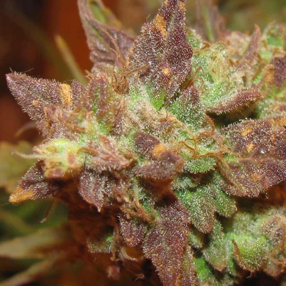 Семена ганжа Auto Big Devil #2 feminised Ganja Seeds