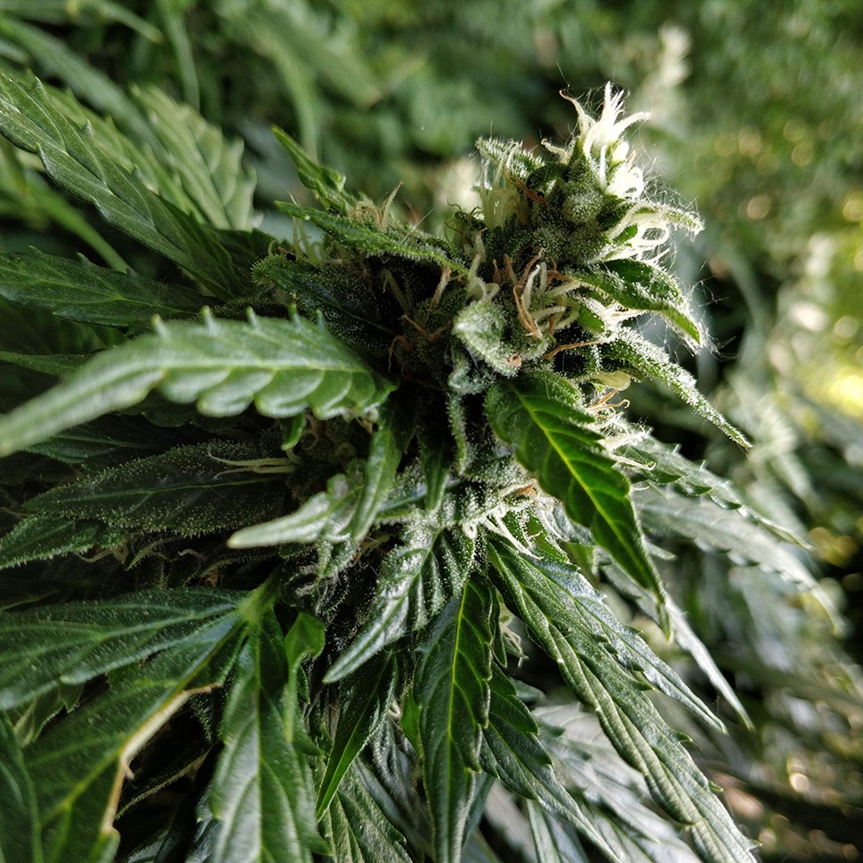 заказать семена конопли Pandora reg заказать семена конопли Pandora reg