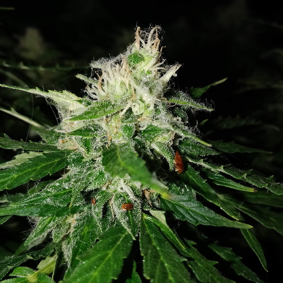 Семена ганжа Pandora regular Ganja Seeds