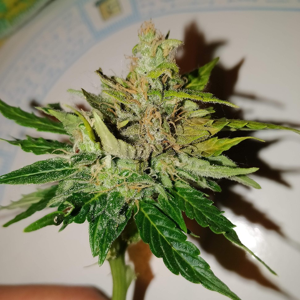 купить семена конопли аутдор Pandora reg купить семена конопли аутдор Pandora reg