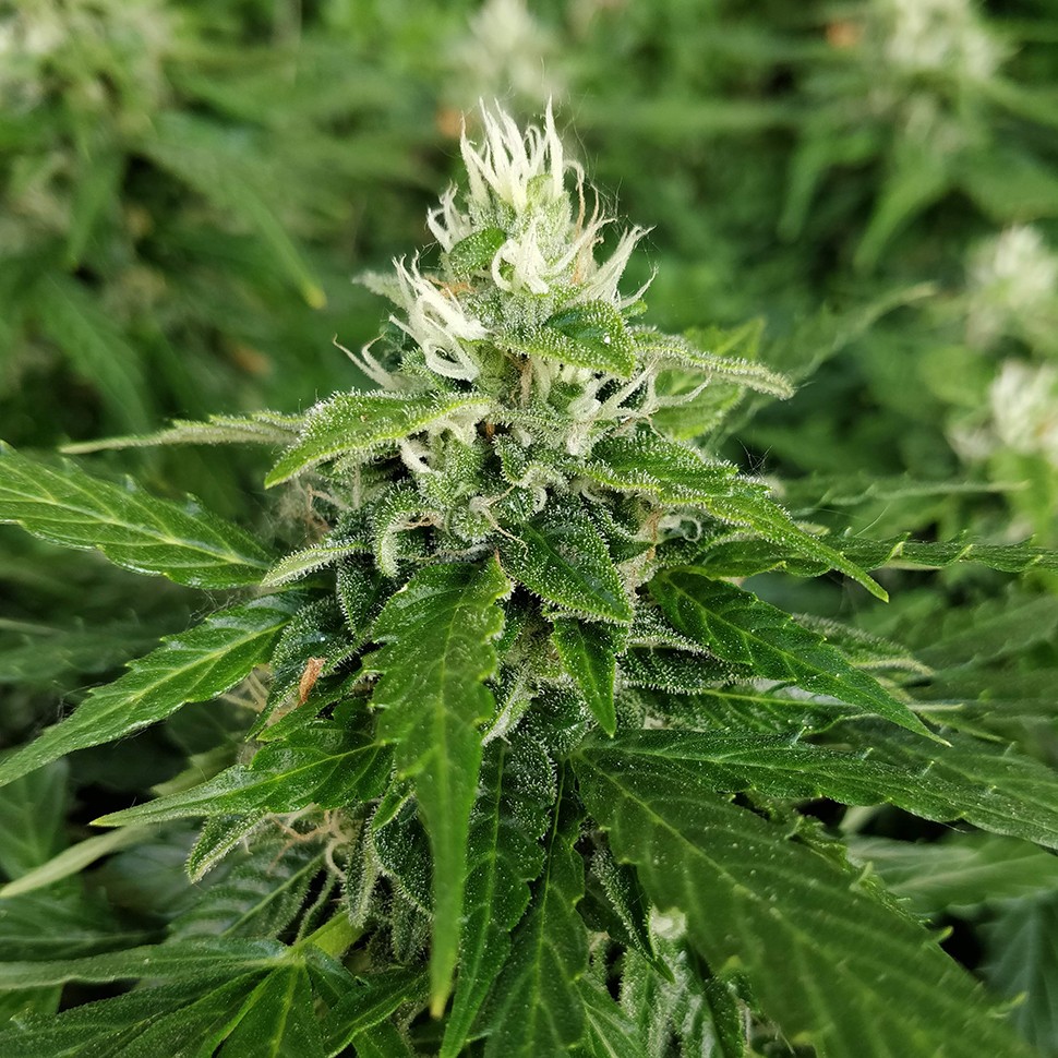 заказать семена конопли Алматы Pandora reg заказать семена конопли Алматы Pandora reg