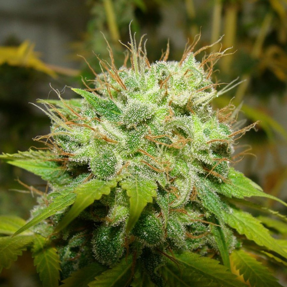 Семена ганжа  Auto Super Mazar feminised Ganja Seeds