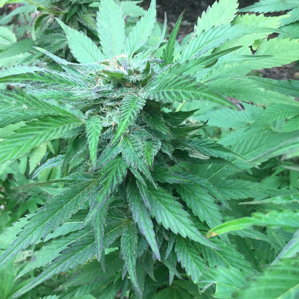 купить семена конопли интернет магазин Green Poison reg купить семена конопли интернет магазин Green Poison reg