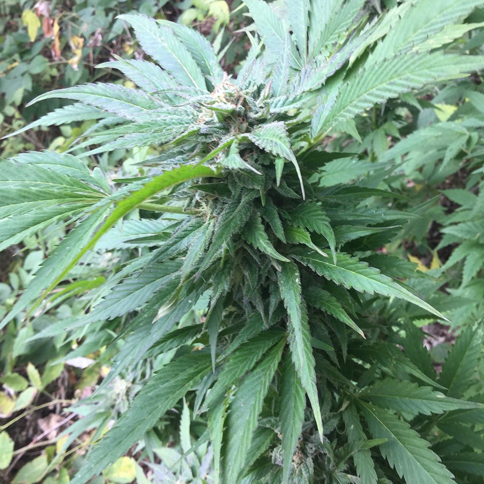 купить семена конопли f1 в оригинальной упаковке Green Poison reg купить семена конопли f1 в оригинальной упаковке Green Poison reg