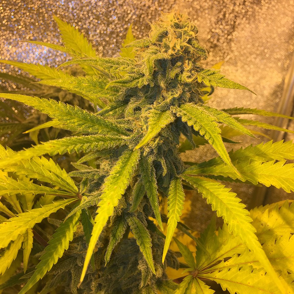 купить семена сортовой конопли Green Poison reg купить семена сортовой конопли Green Poison reg