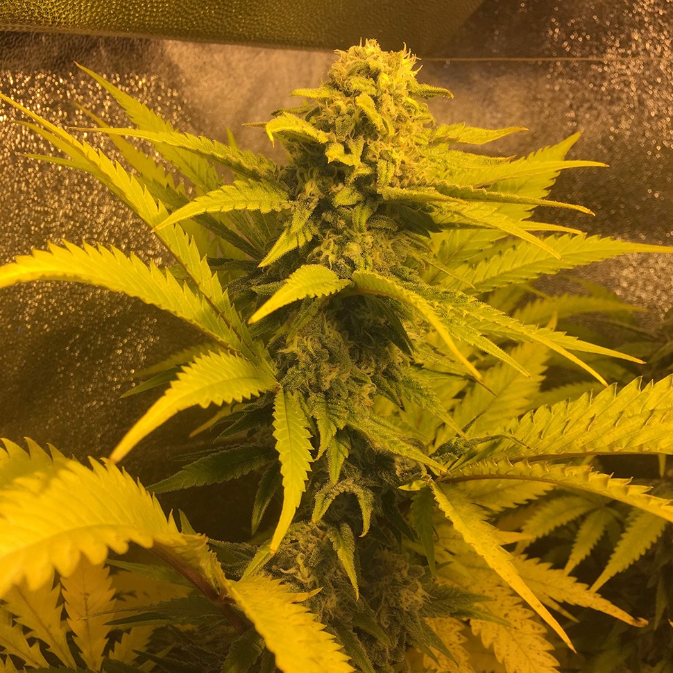 заказать семена конопли Алматы Green Poison reg заказать семена конопли Алматы Green Poison reg