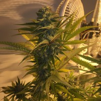 Green Poison regular Ganja Seeds