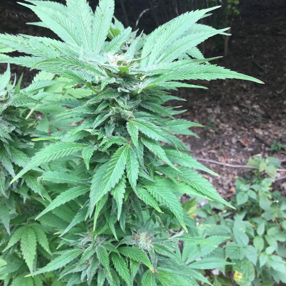 заказ семян конопли Green Poison reg заказ семян конопли Green Poison reg