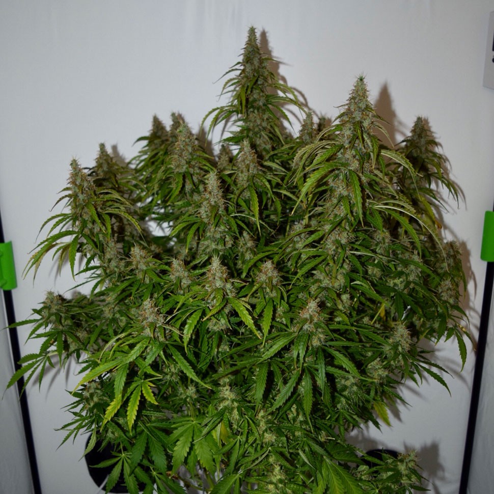 Семена Auto Namor feminised GanjaVIP Seeds