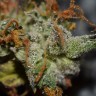 заказ семян конопли Auto Namor feminised заказ семян конопли Auto Namor feminised