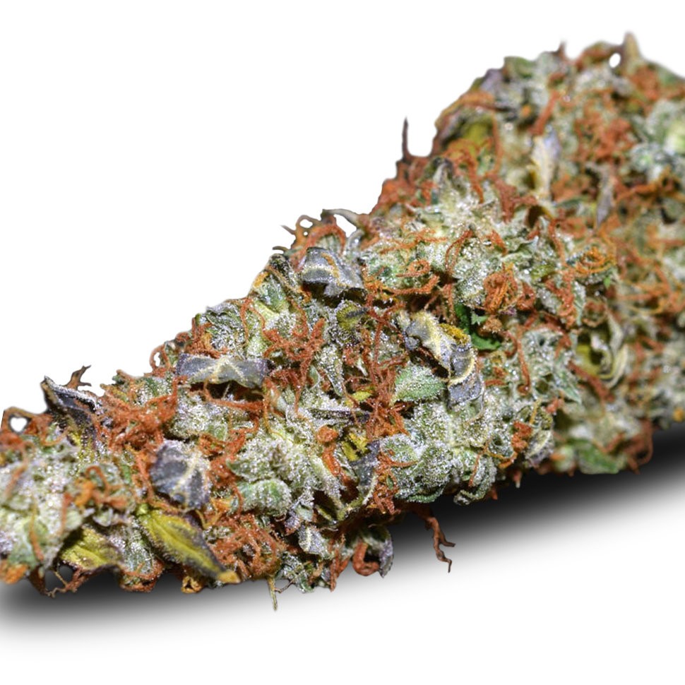 где заказать семена конопли Auto Namor feminised где заказать семена конопли Auto Namor feminised