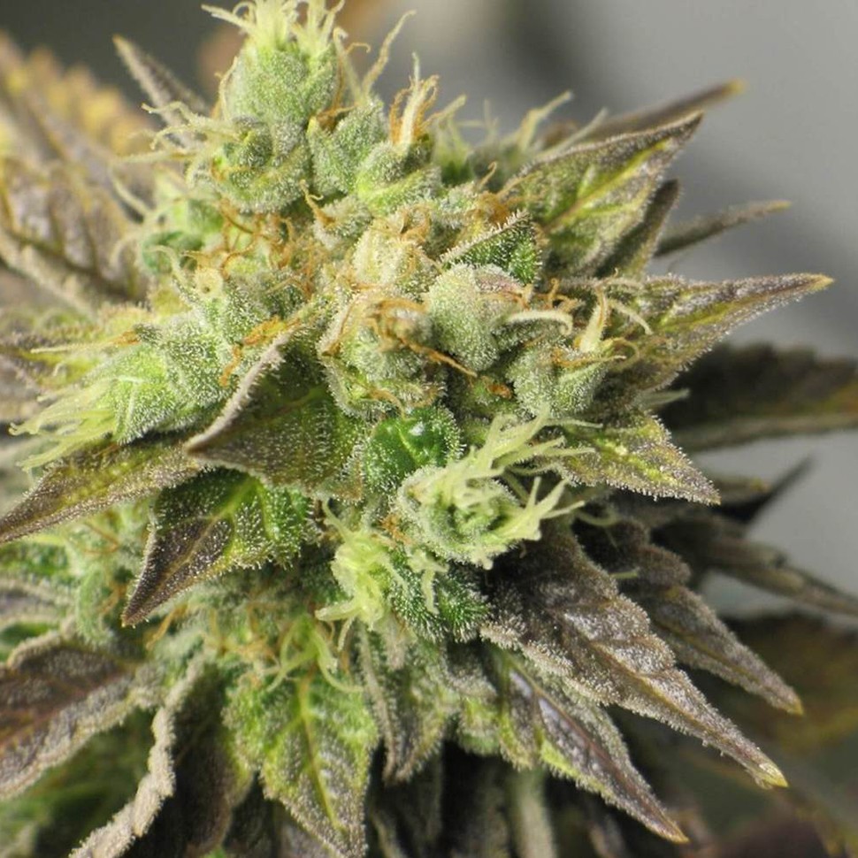 Семена каннабиса Auto New York Diesel feminised Neuro Seeds