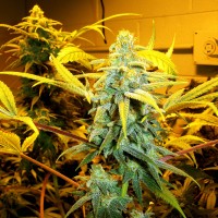 Burabay feminised Bang Seeds
