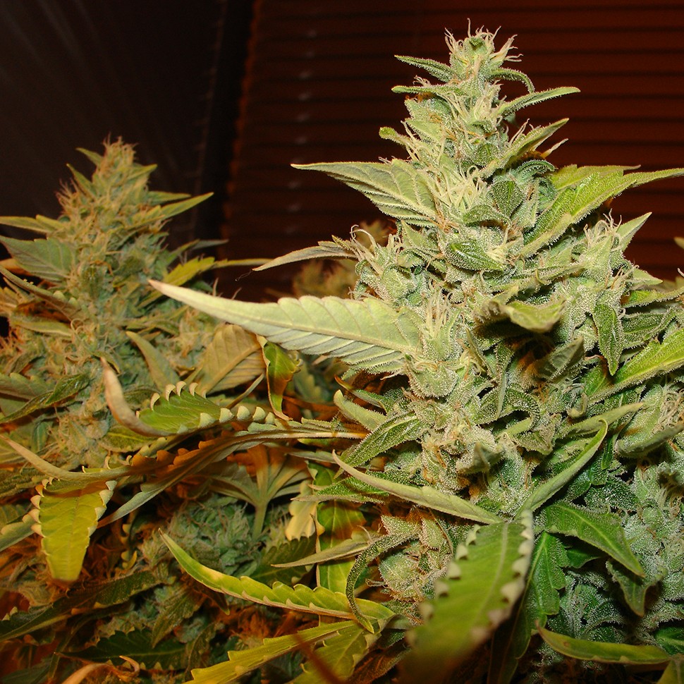 купить семена конопли для выращивания Burabay feminised купить семена конопли для выращивания Burabay feminised