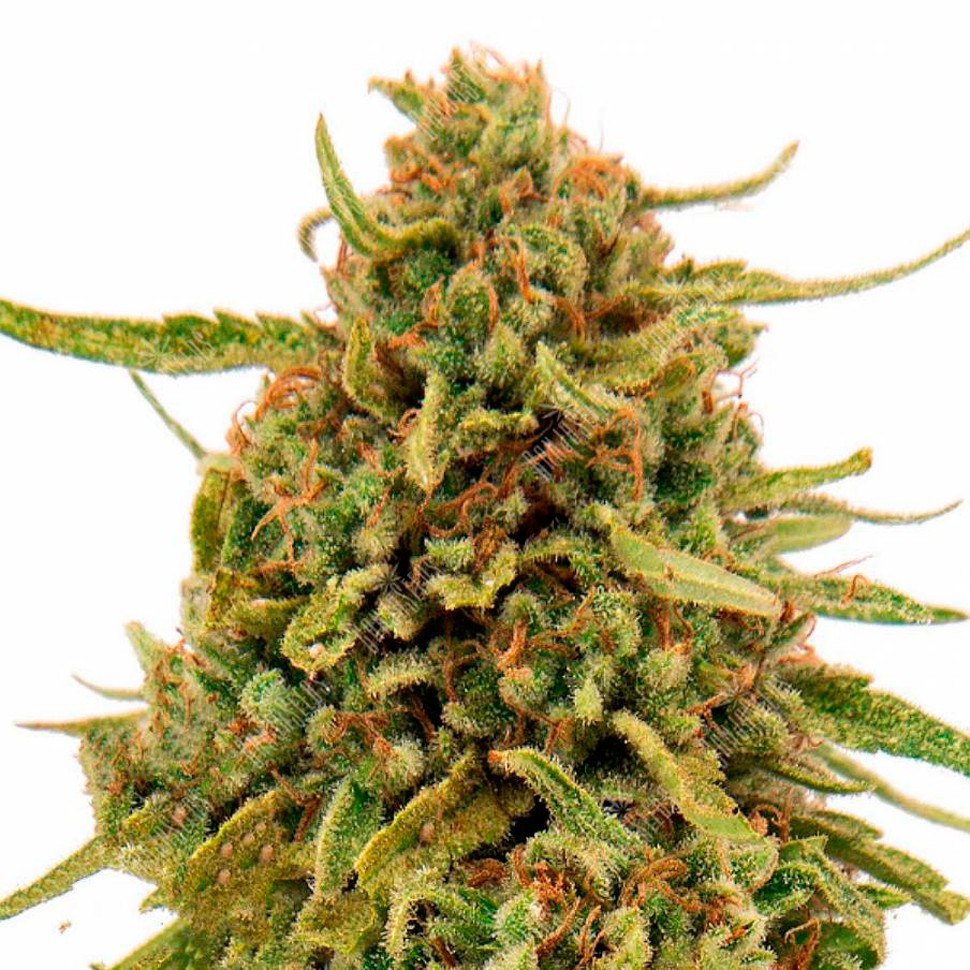 Семена конопли Widow Remedy feminised Ganja Seeds